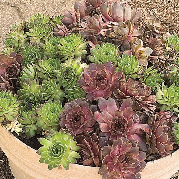 Hens and Chicks