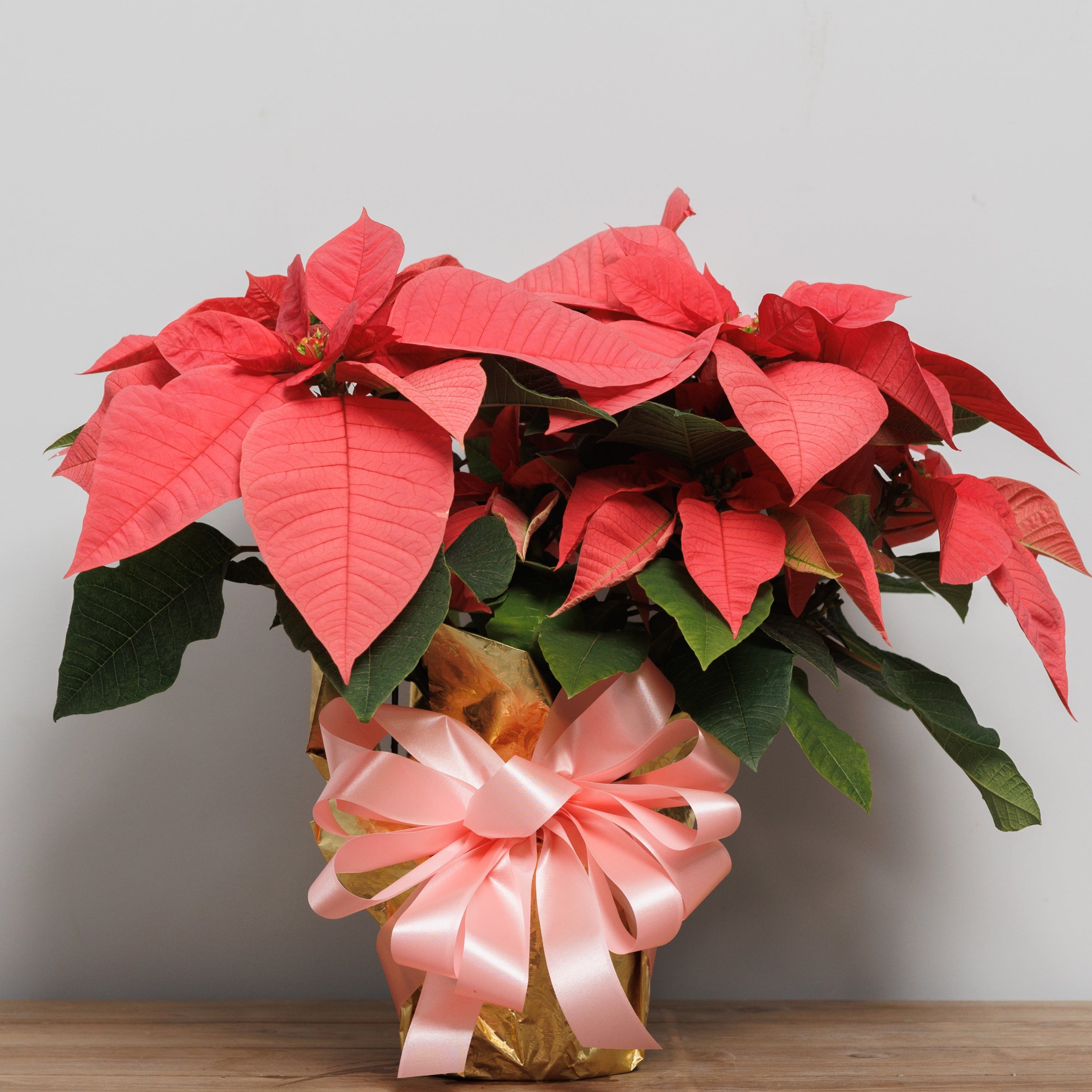 A pink poinsettia wrapped in gold foil with a pink bow.