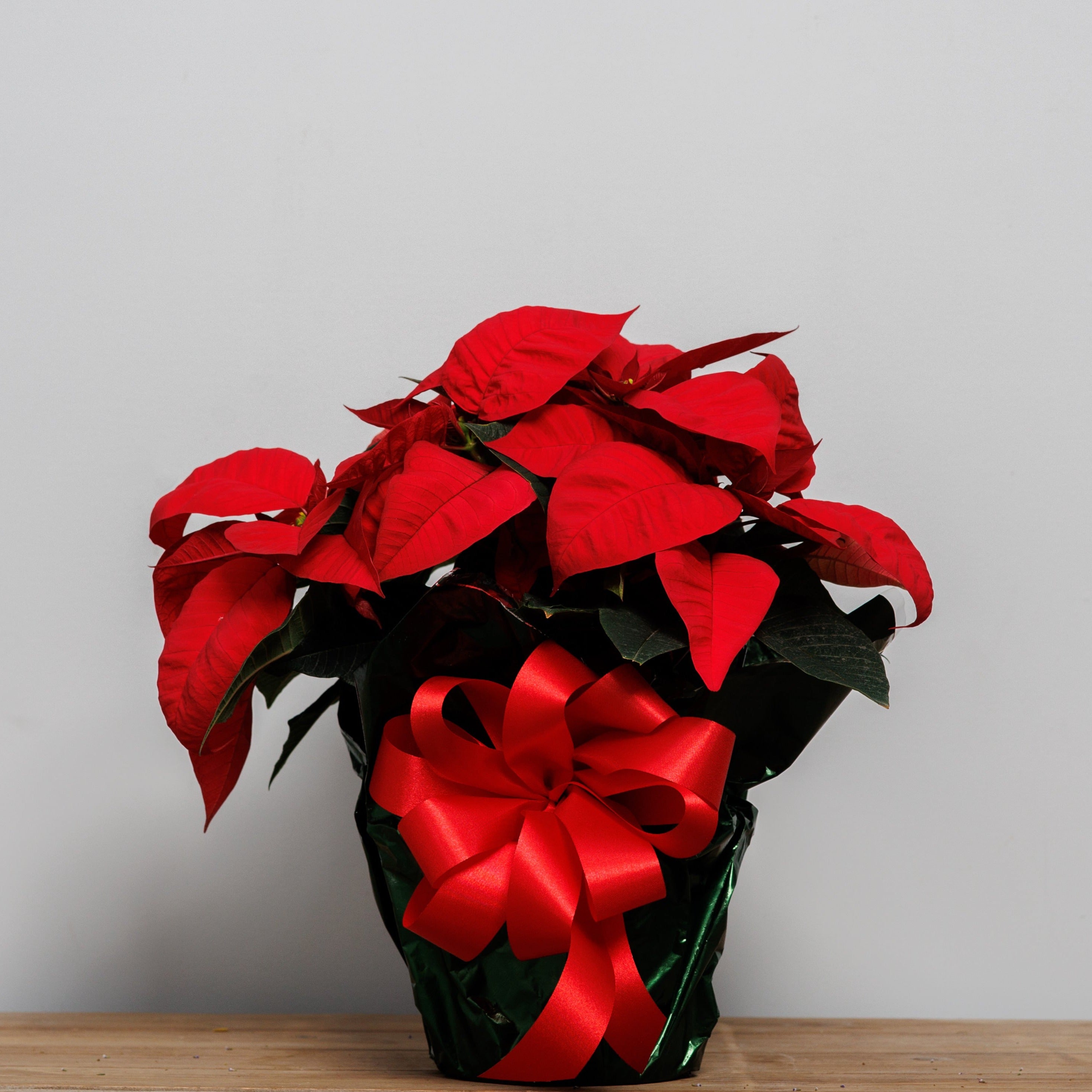 A red poinsettia wrapped in green foil with a red bow.