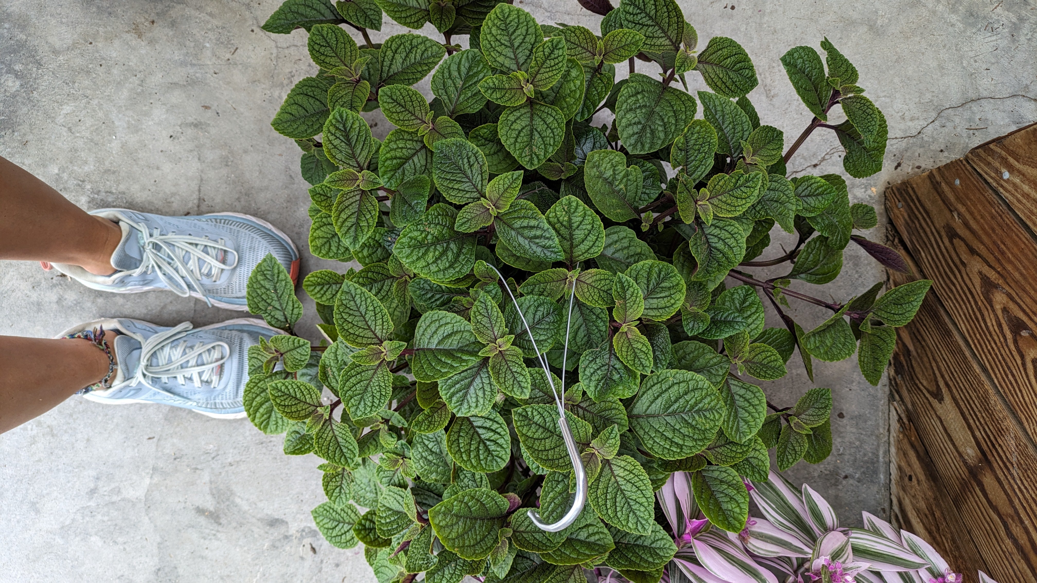 Plectranthus Purple Swedish Ivy