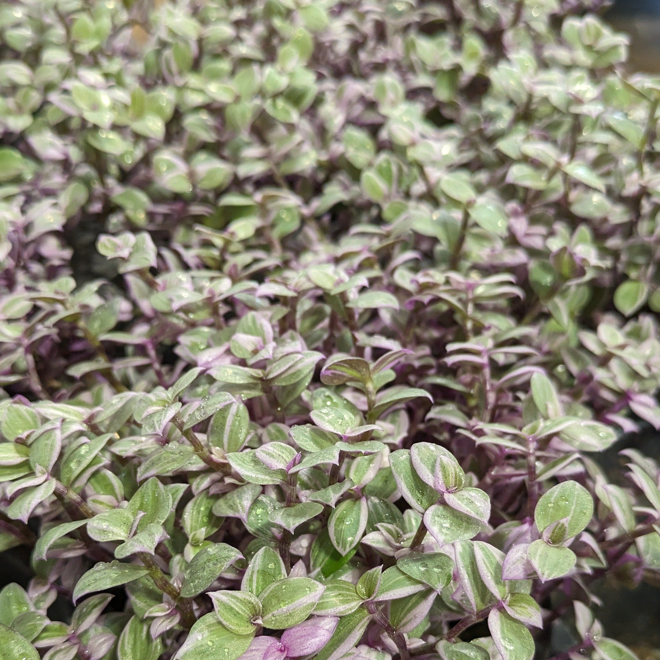 Callisia Variegated Pink Jewel