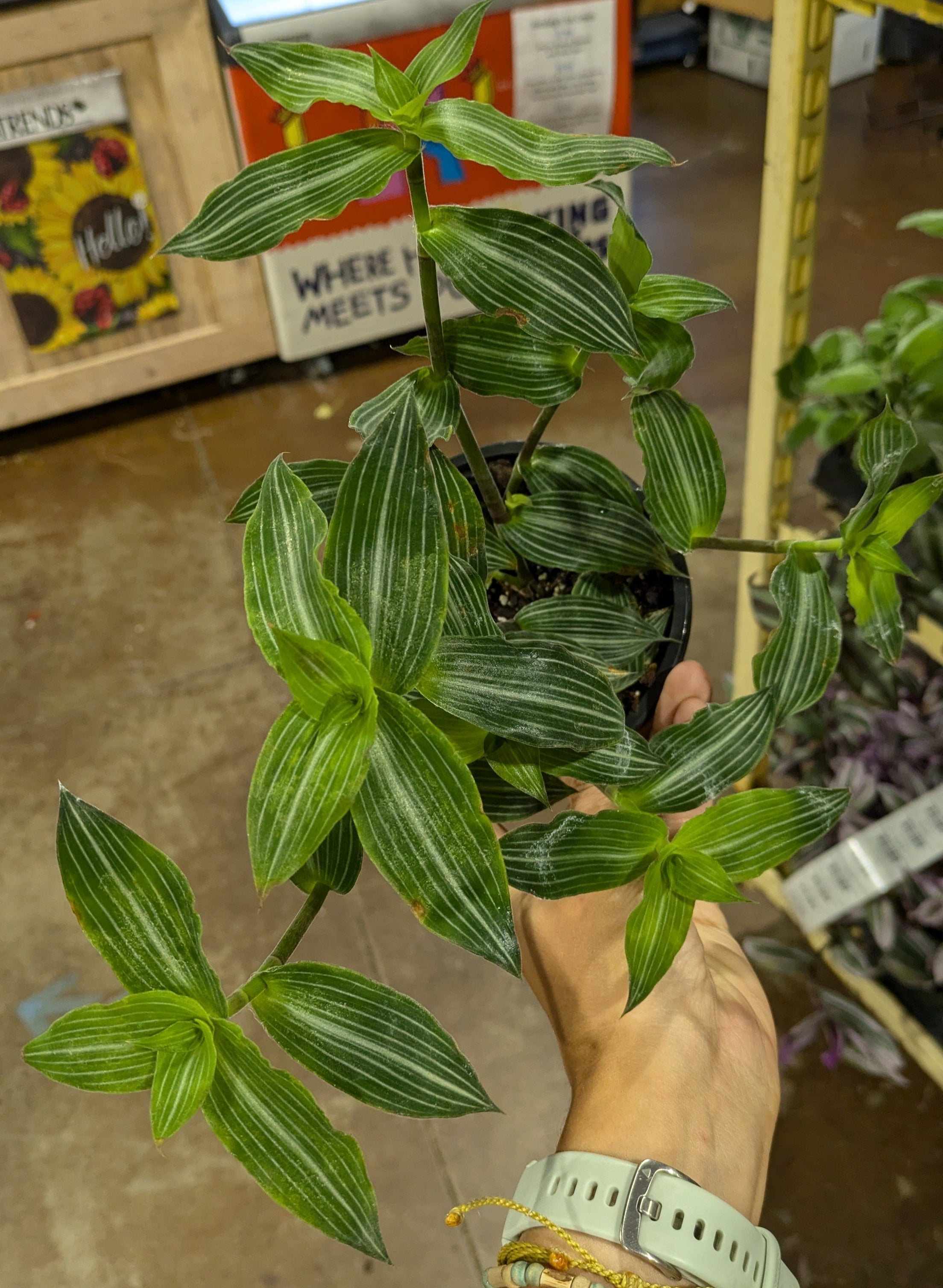 Callisia elegans Puppy Ears