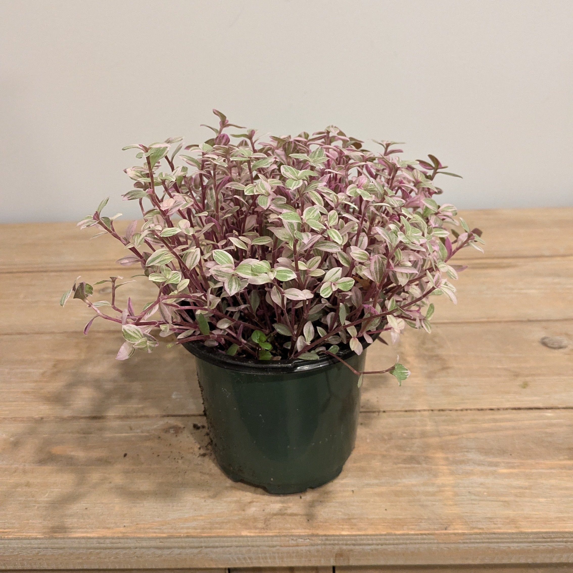 Callisia Variegated Pink Jewel