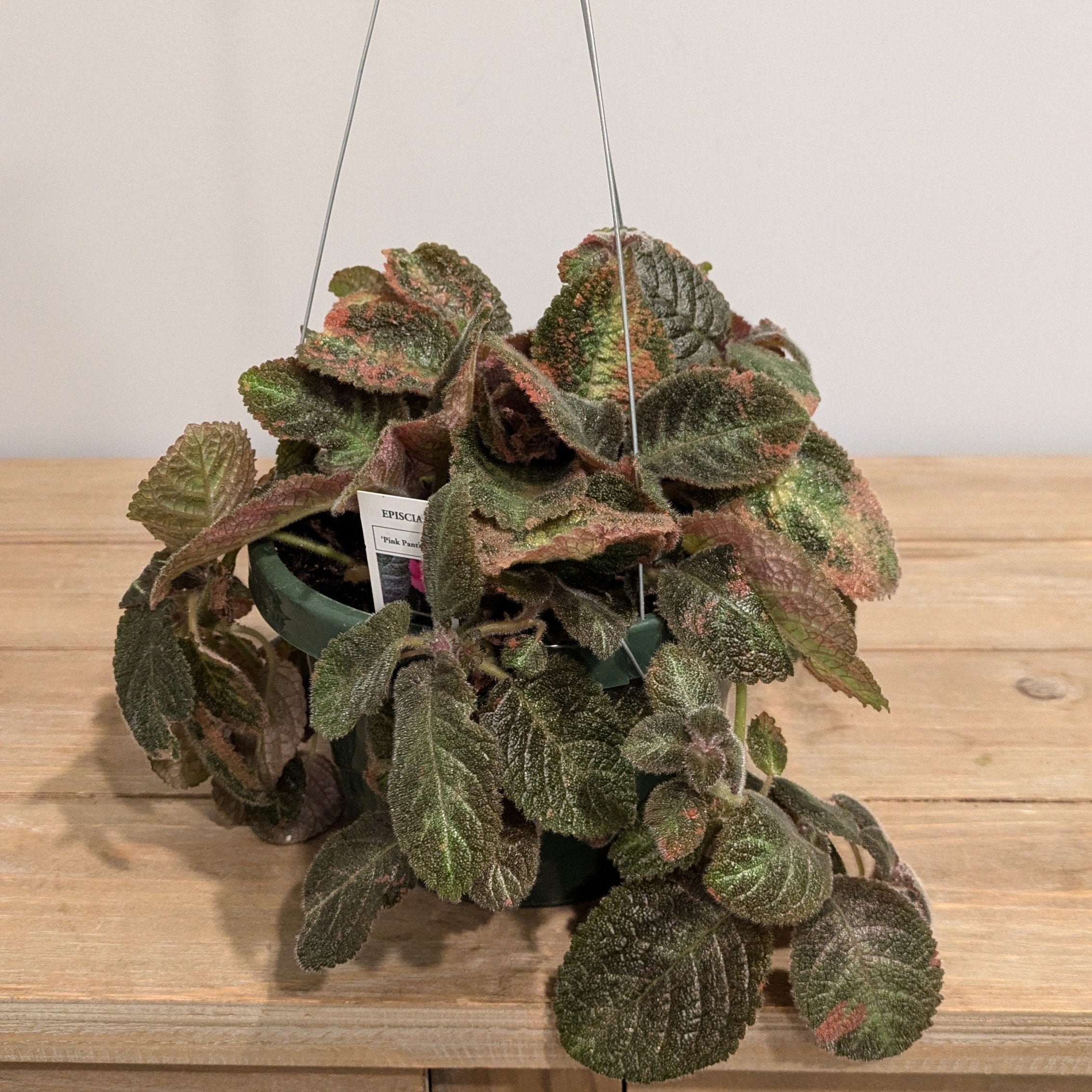 Episcia cupreata