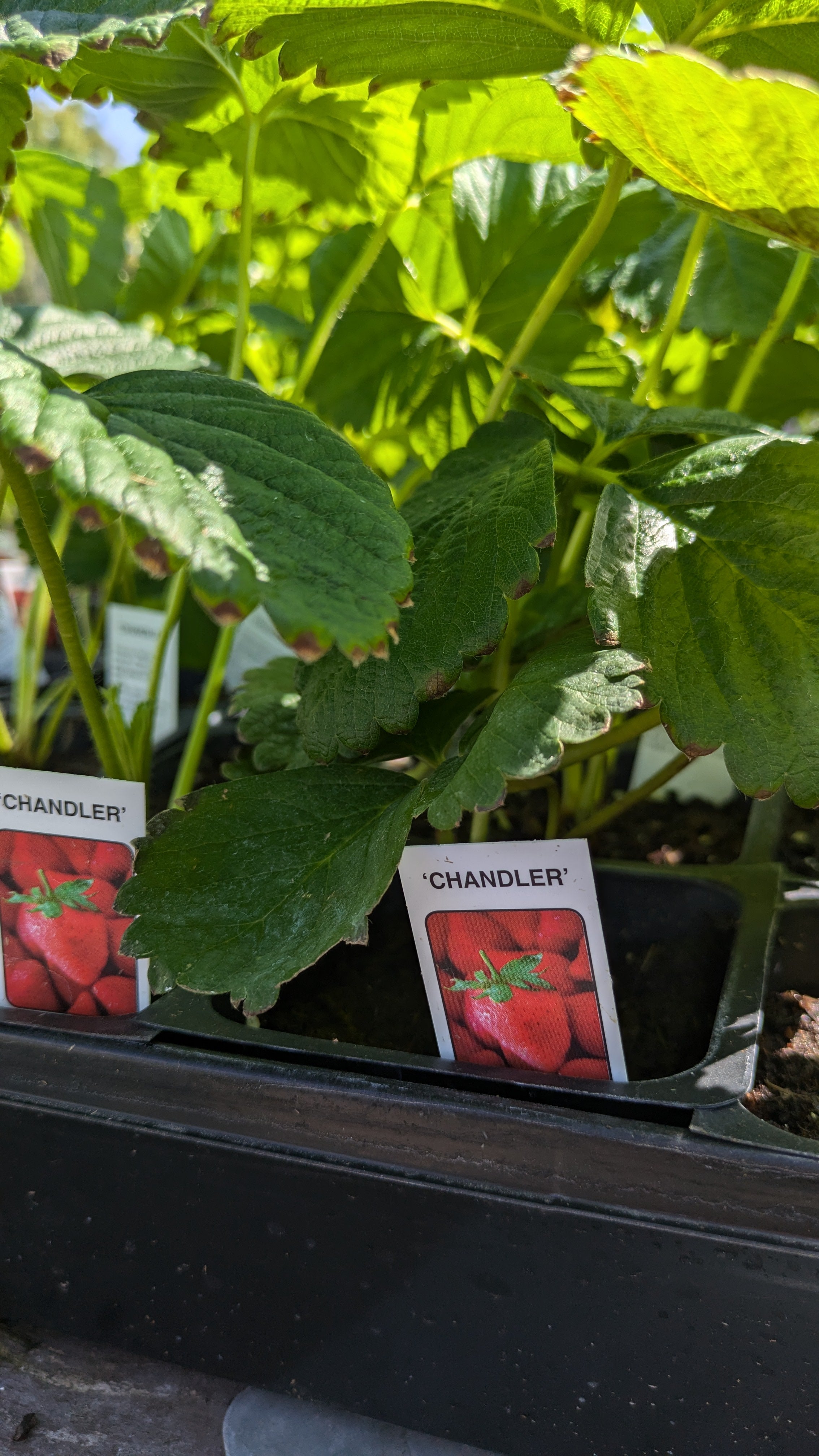 Strawberry Plant 1801