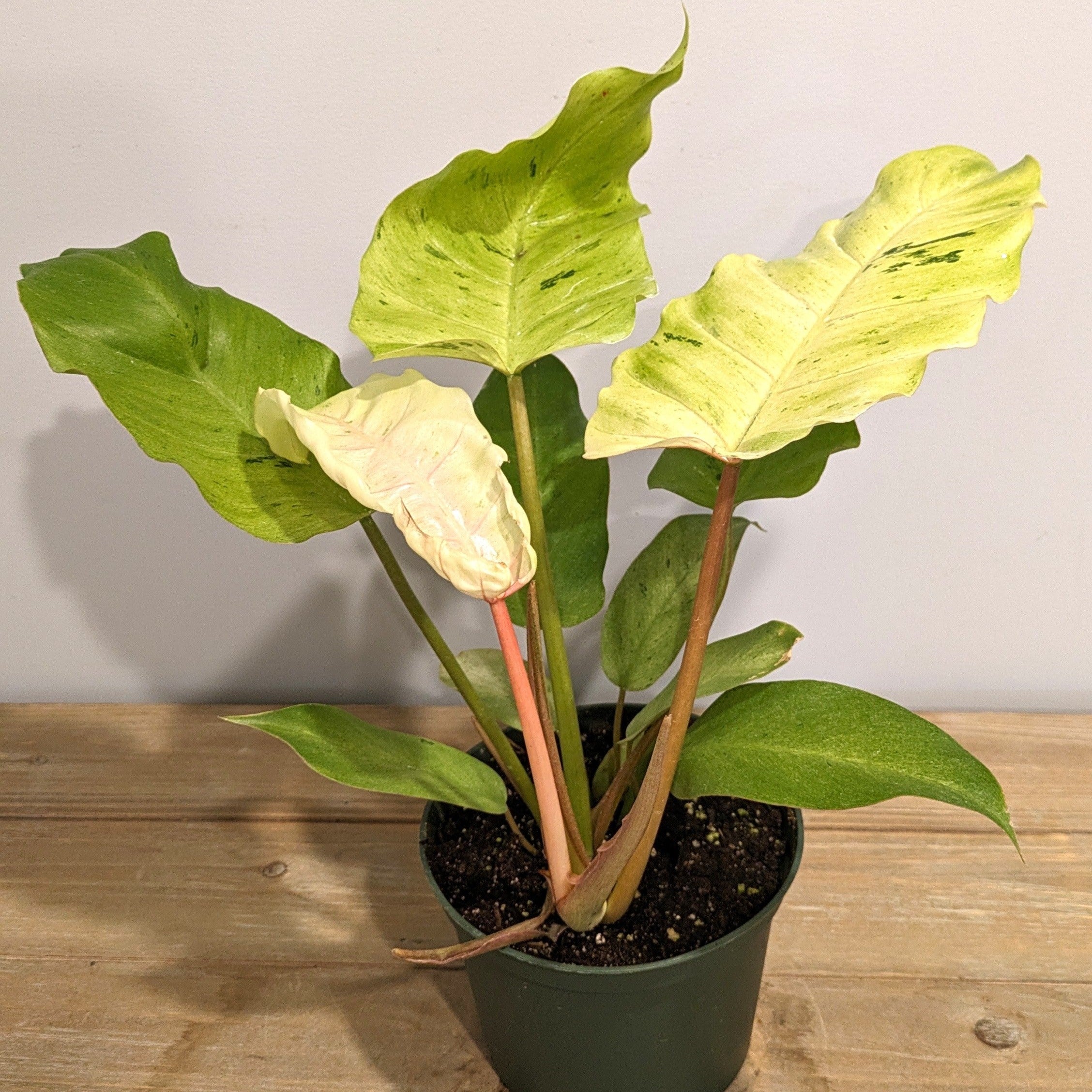 Philodendron Snowdrift Houseplant