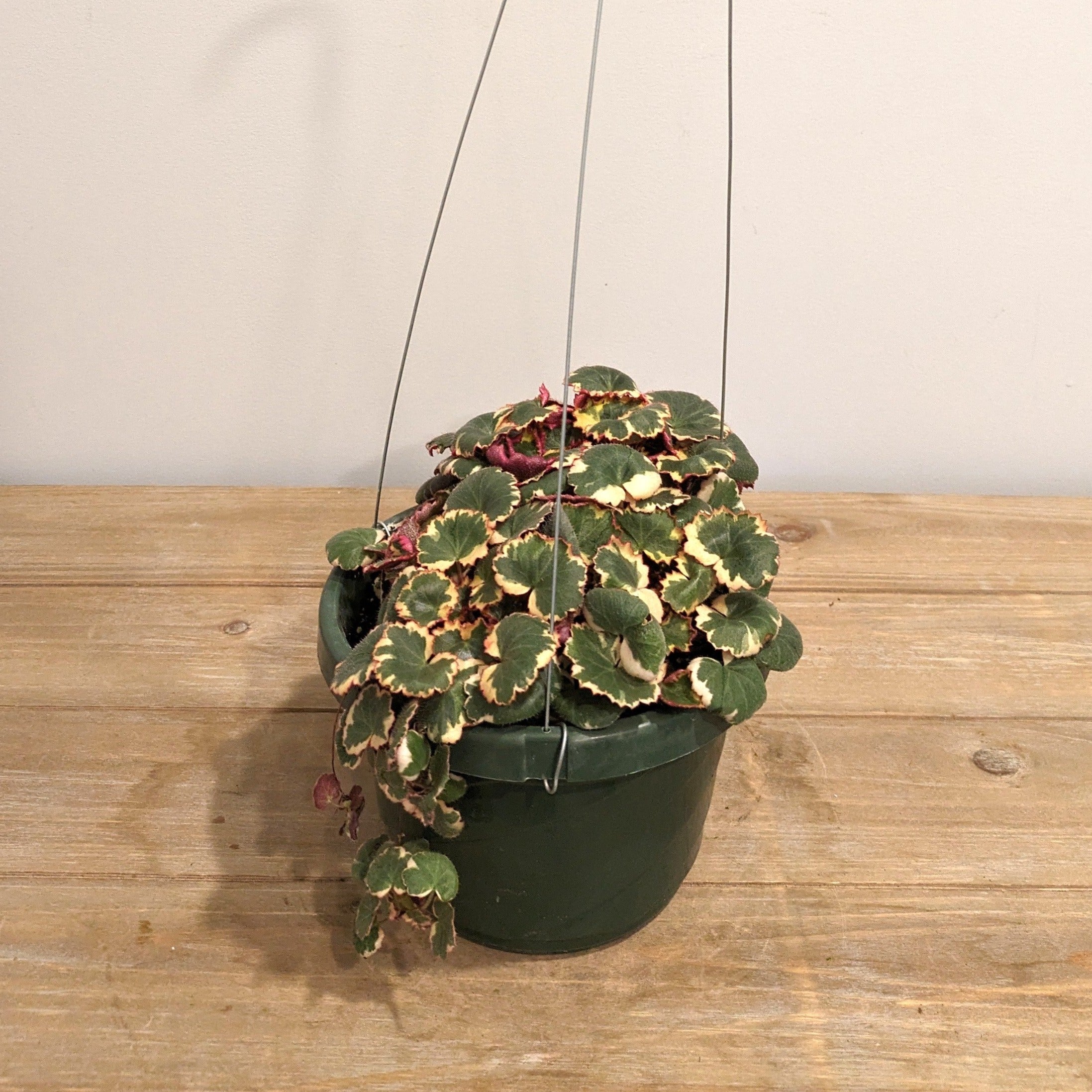 Variegated Strawberry Begonia Hanging Basket 6