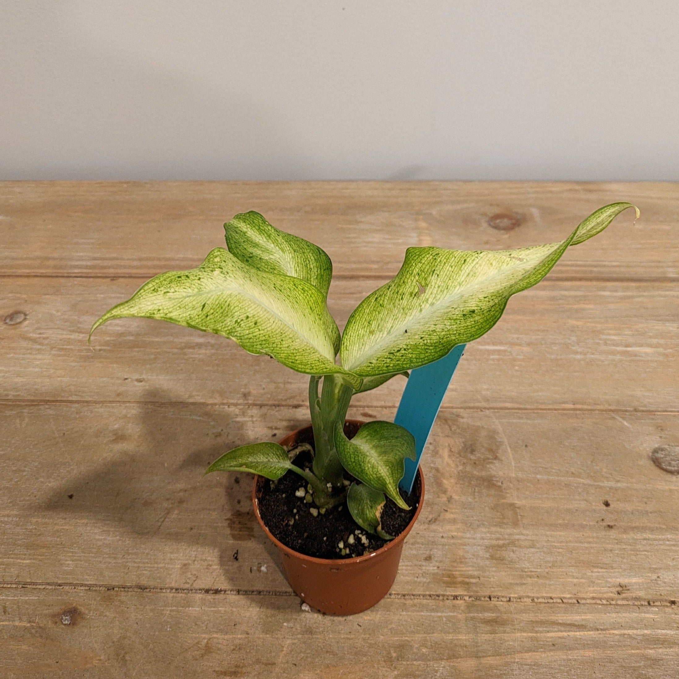 Dieffenbachia Camouflage