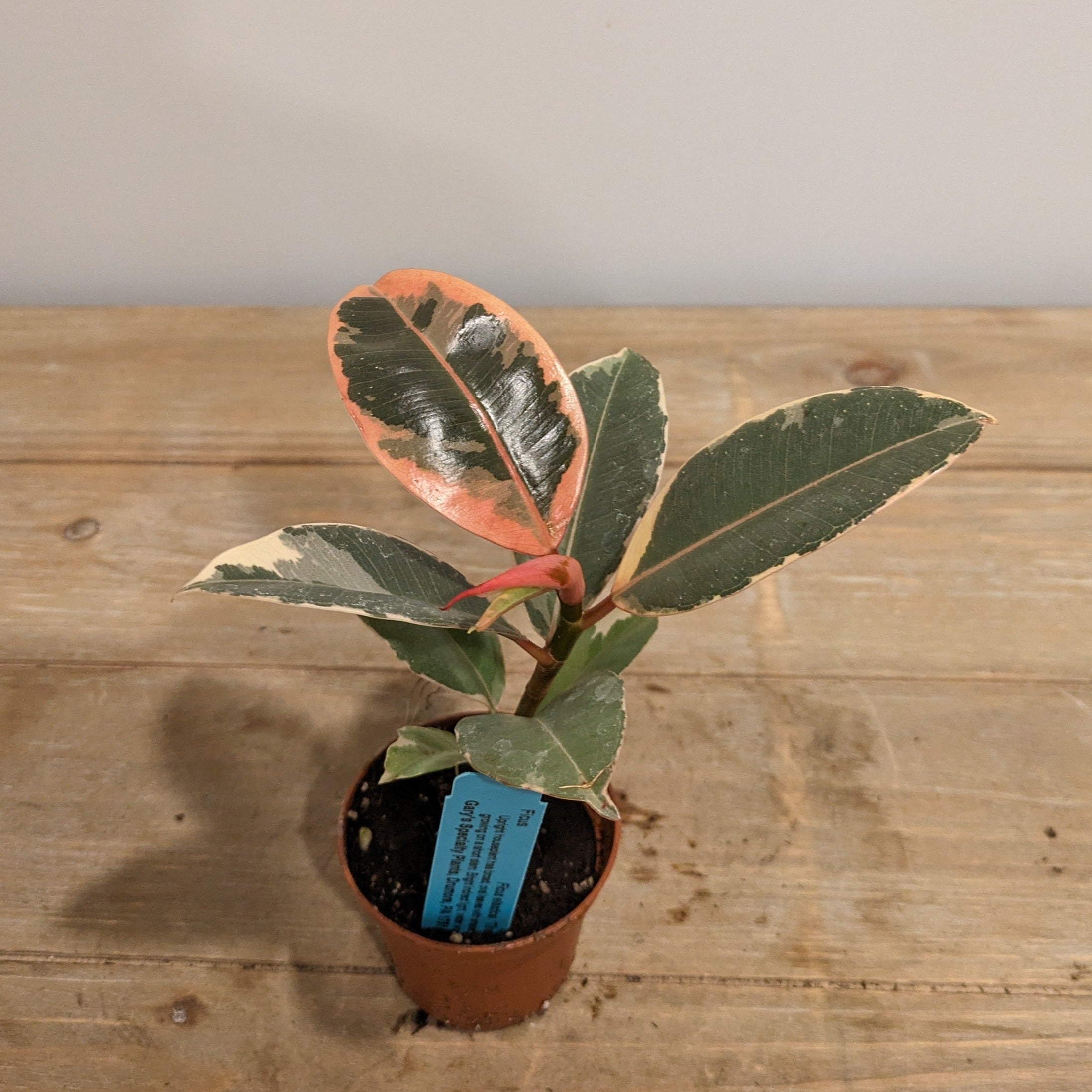 Ficus Tineke