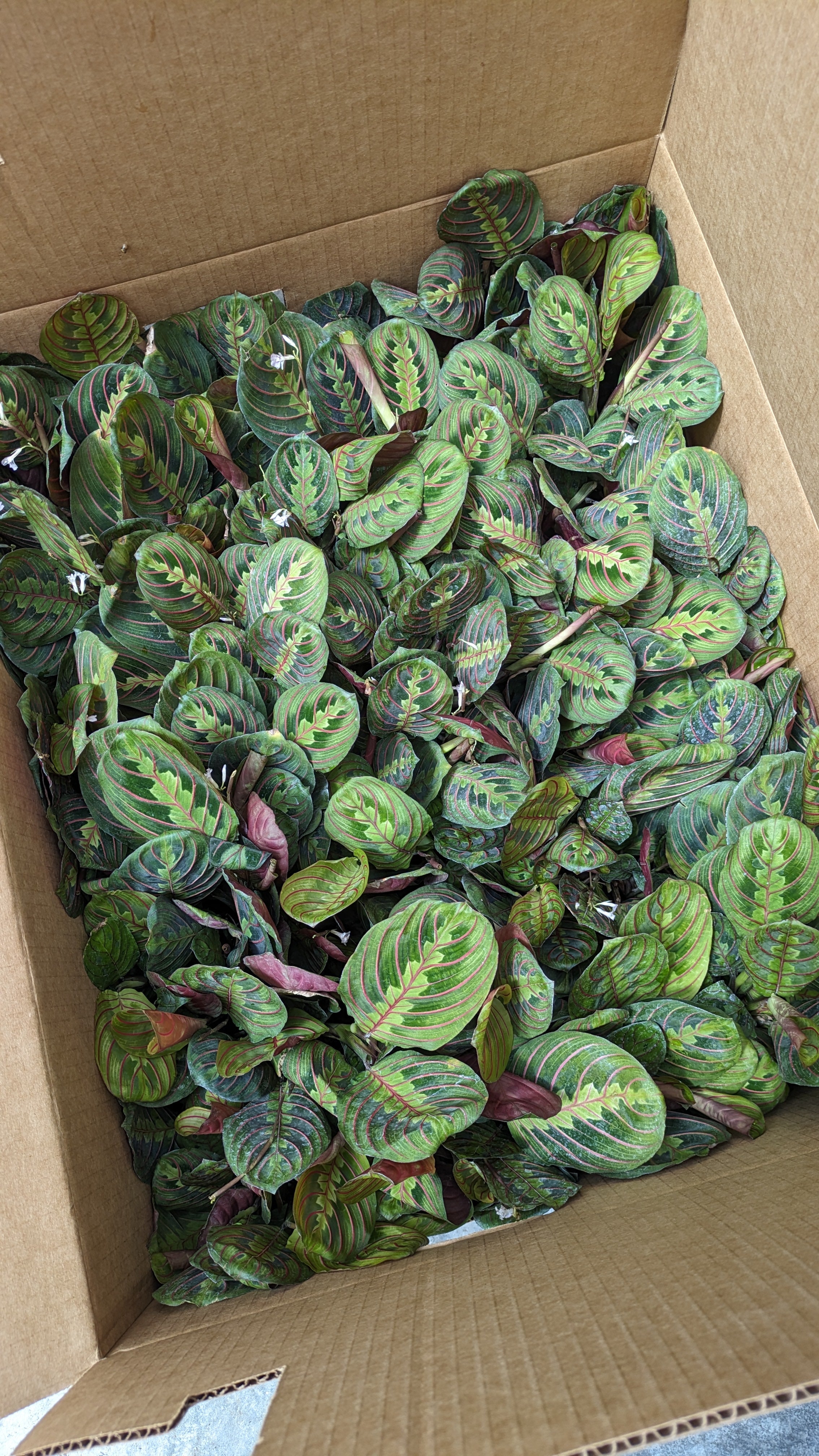 Maranta Prayer Plant 4