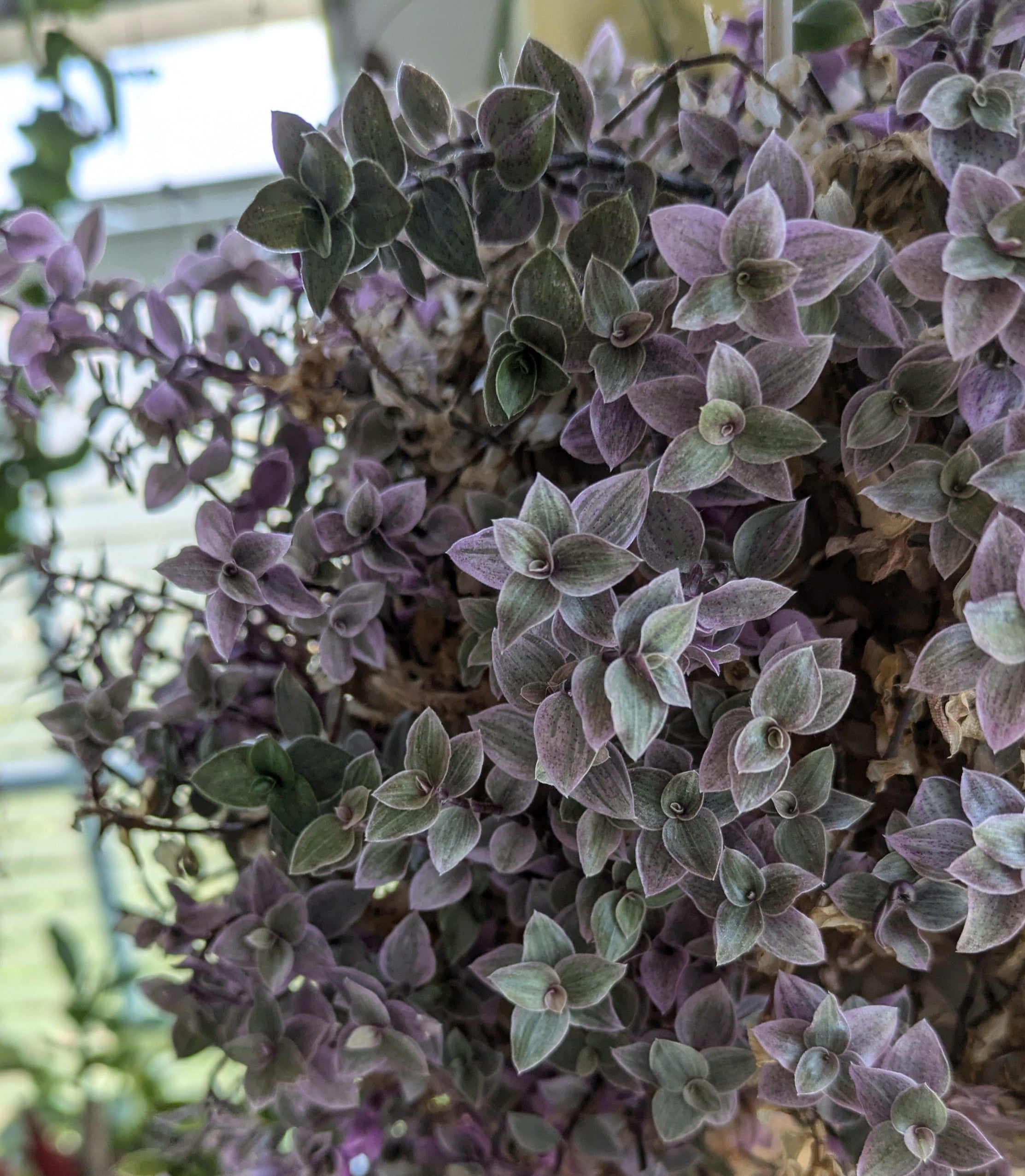 Callisia Variegated Pink Lady