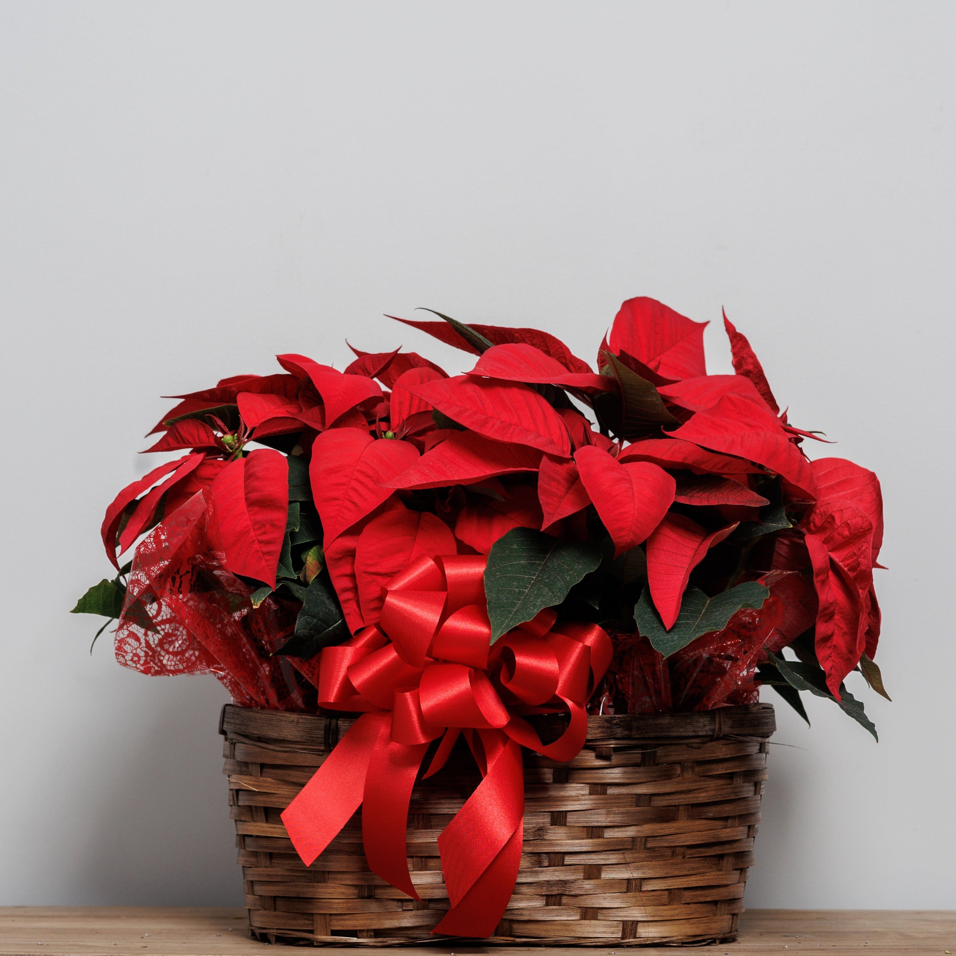 2 red poinsettias in a peanut basket with a bow.