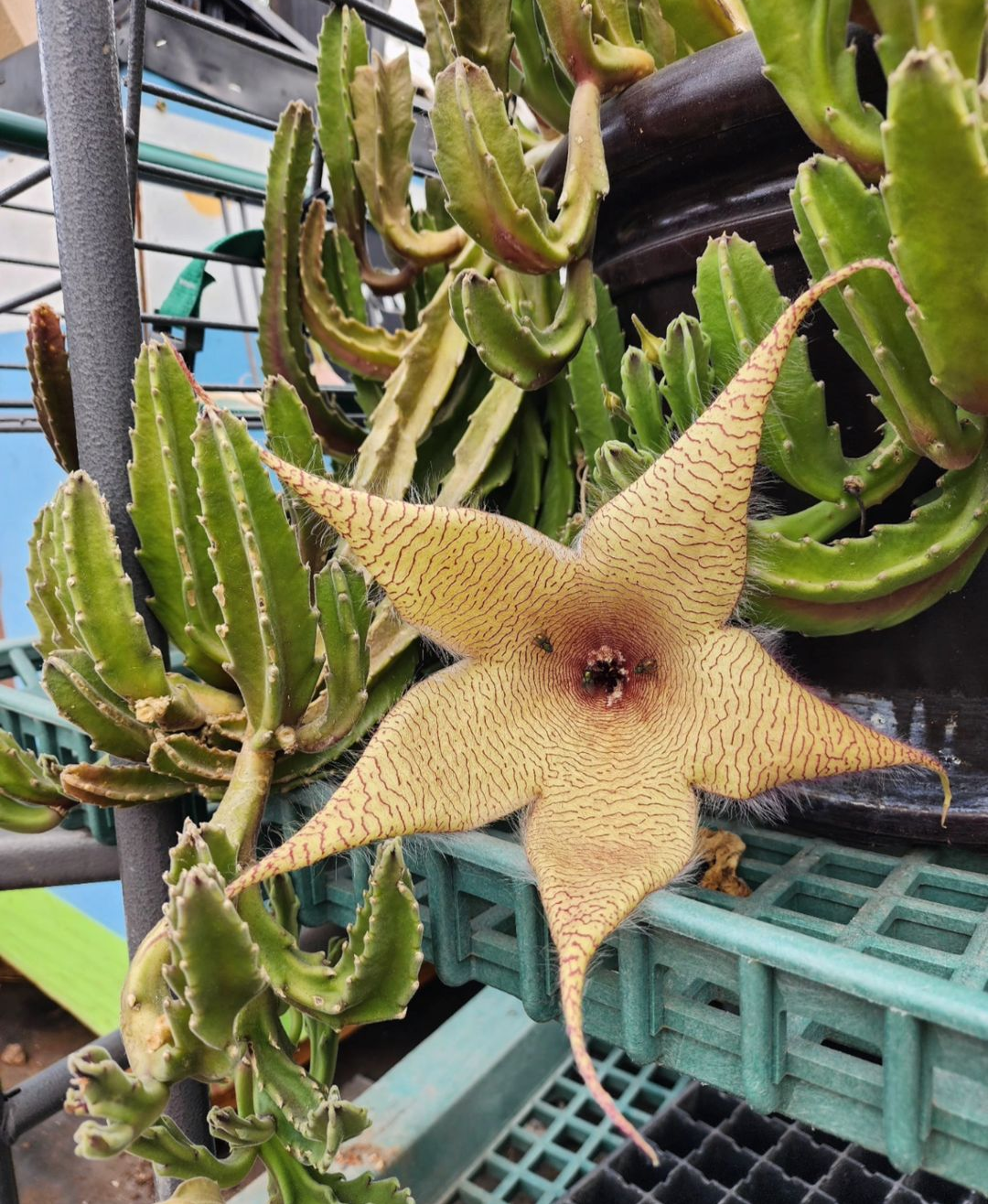 Stapelia grandifloria 8