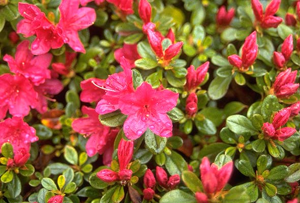 Azalea Hino DeGiri 3 Gallon