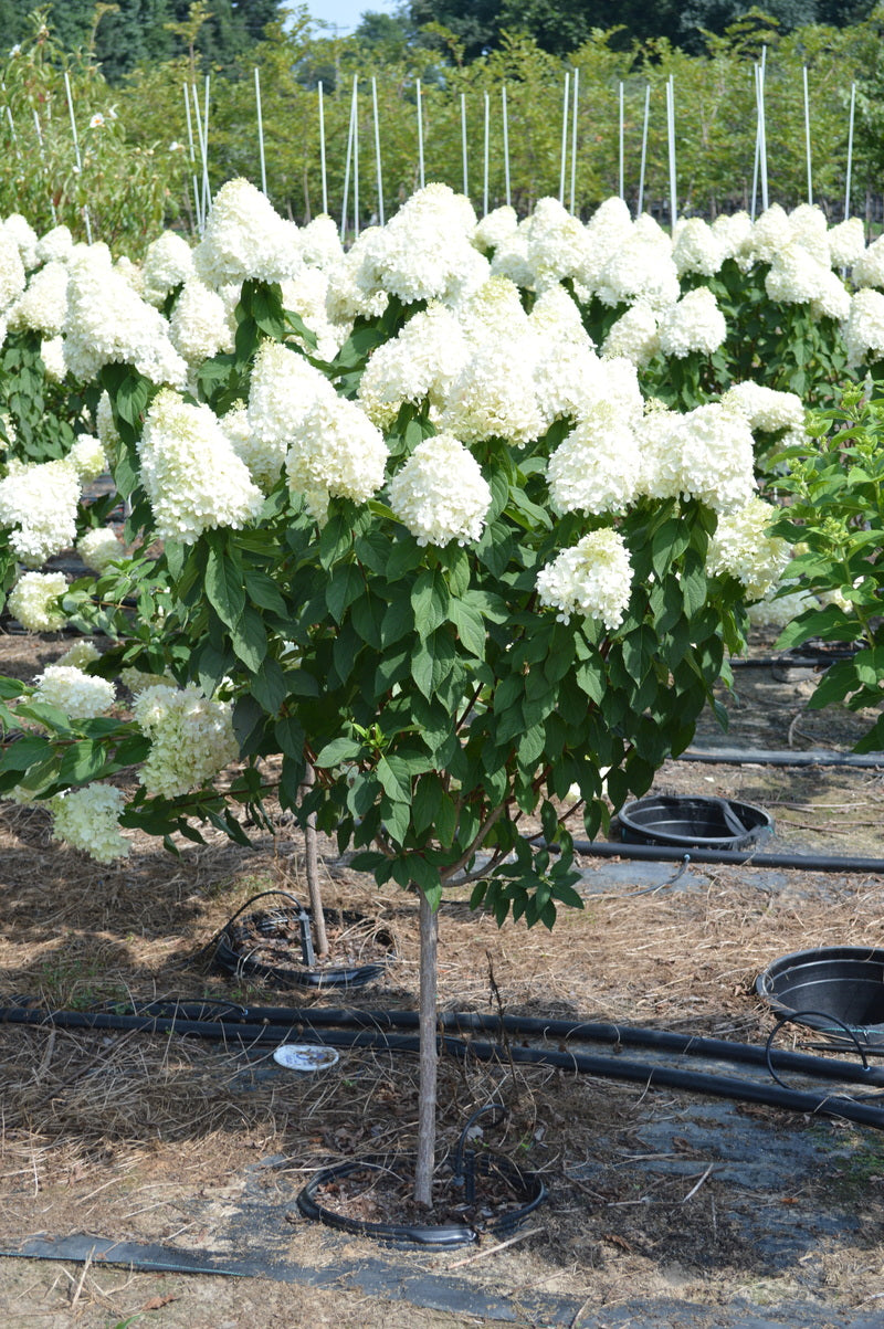 Hydrangea p. Limelight