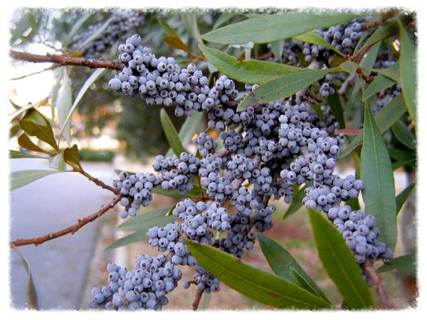 Myrica Southern Wax Myrtle