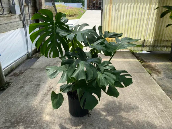 Philodendron Monstera Deliciosa