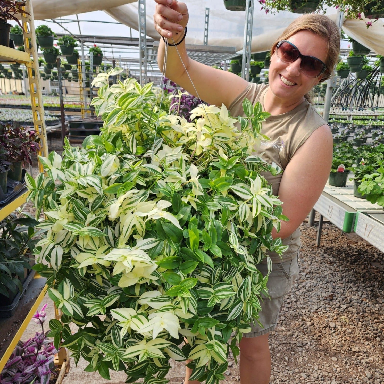 Tradescantia White Zebra