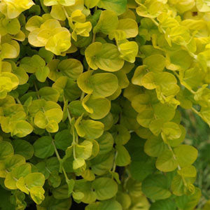 Lysimachia Goldilocks Creeping Jenny