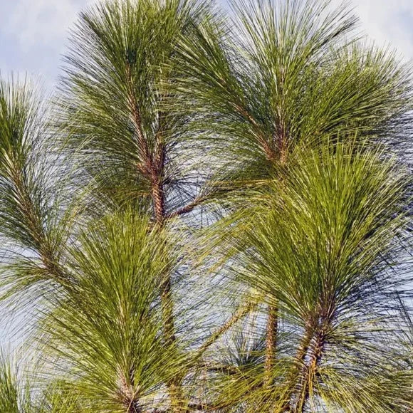 Pinus Long Leaf 3