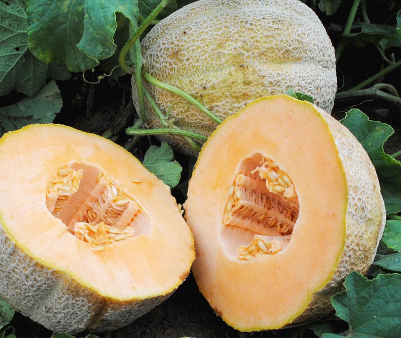 SE Seed, Cantaloupe Hale's Best Organic