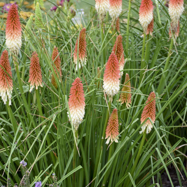 Kniphofia High Roller Red Hot Poker 1 Gal