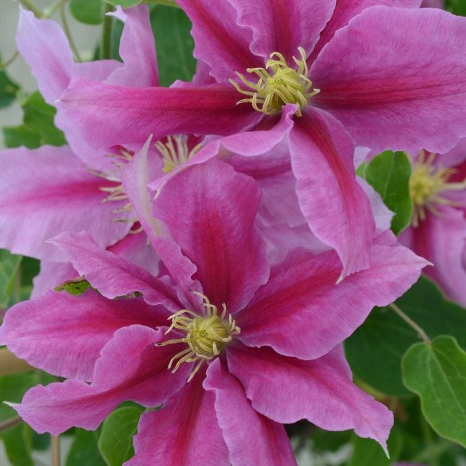 Clematis 1 Gal