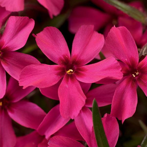 Moss Phlox groundcover spring blooming