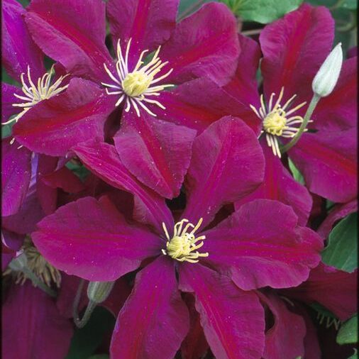 Clematis 1 Gal