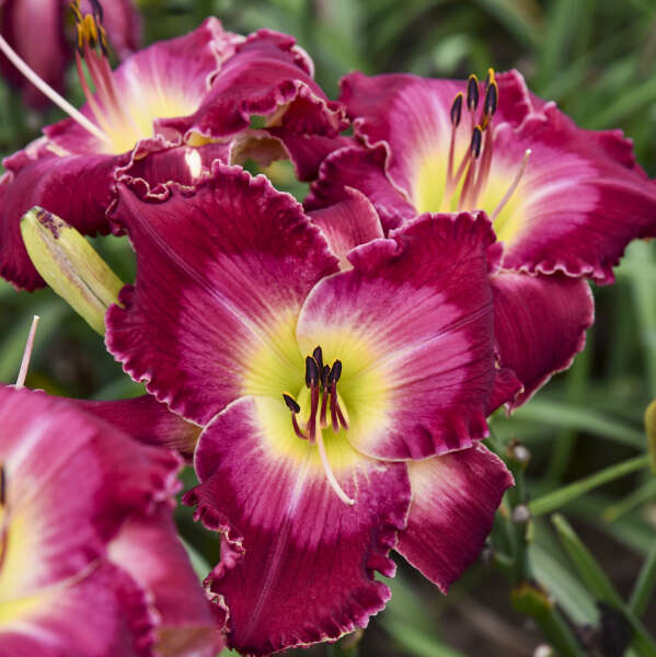 Raspberry red daylily