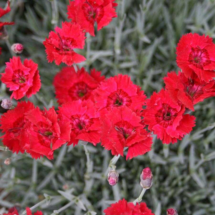 true red, fragrant flowers on silver foliage