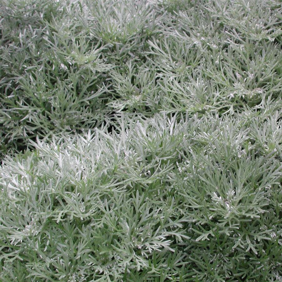 Artemisia Silver Mound
