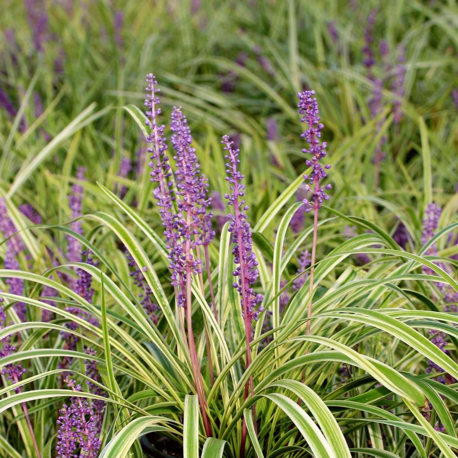 variegated clumping groundcover