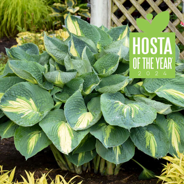 Blue hosta with creamy variegation