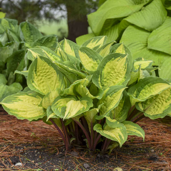 Green and bright yellow variegated Hosta