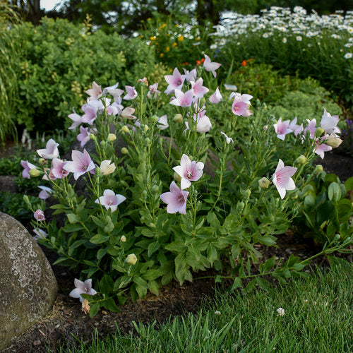 Platycodon Astra Balloon Flower