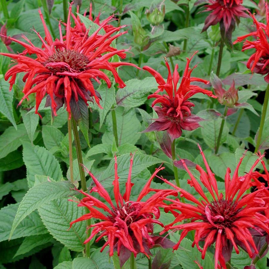 Long blooming intense red flowers