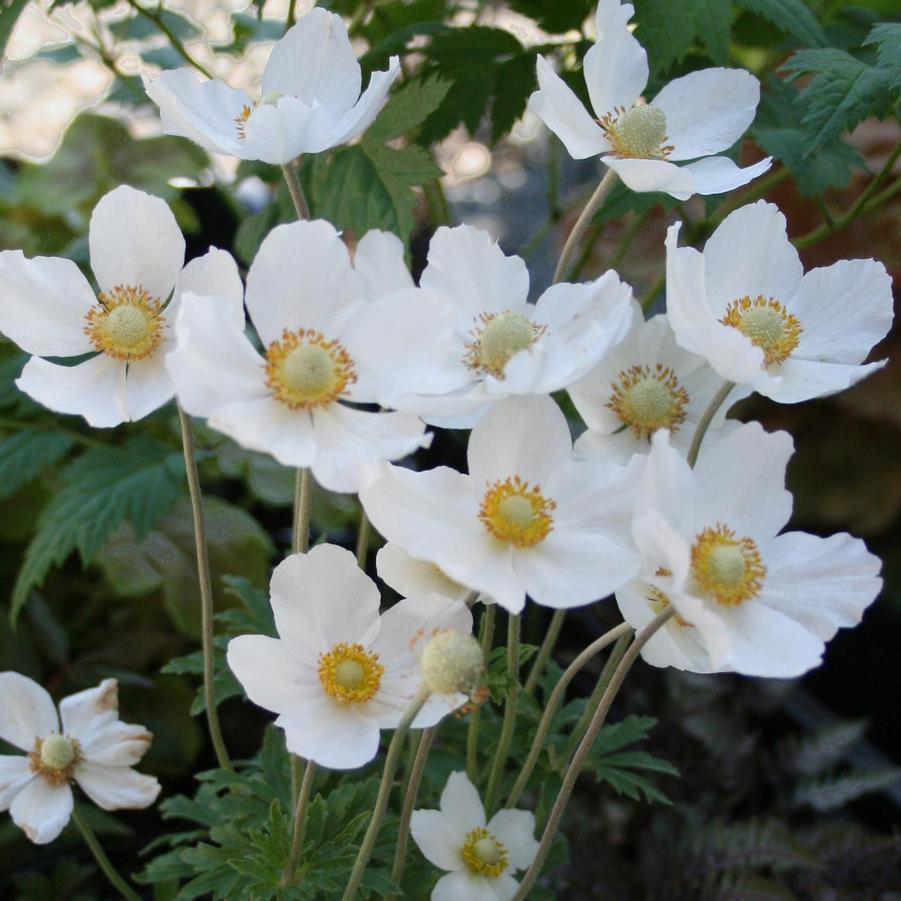 dainty white flowers; woodland plant