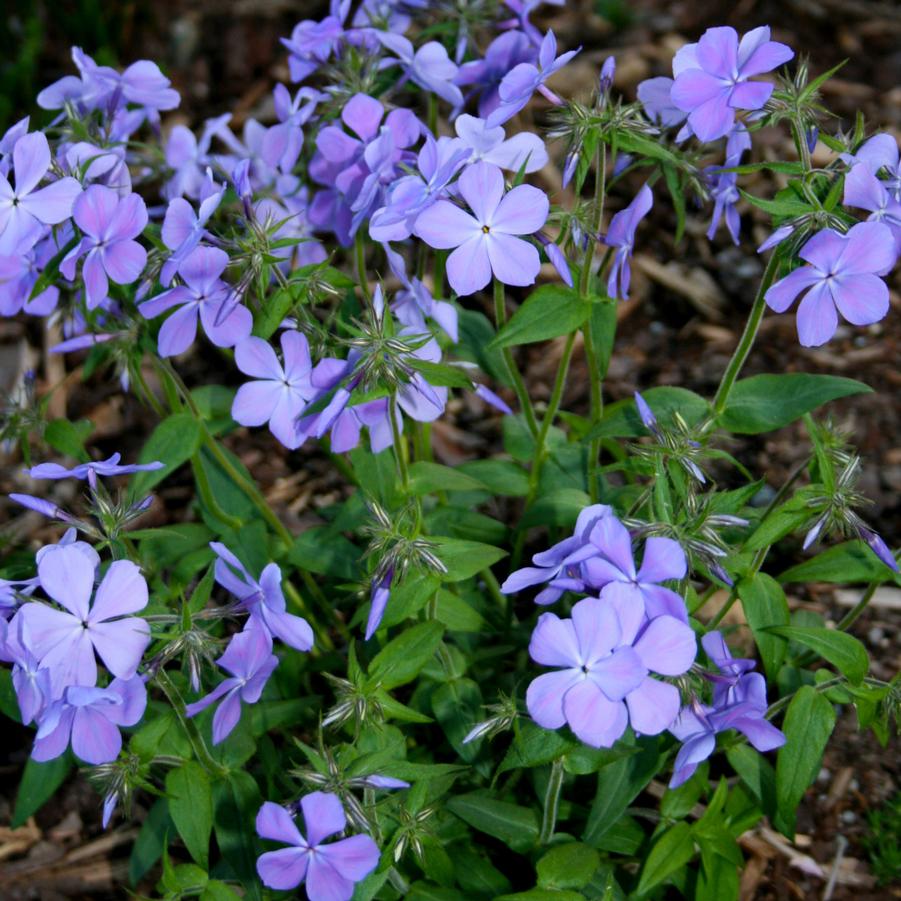 Lovely blue fragrant flowers