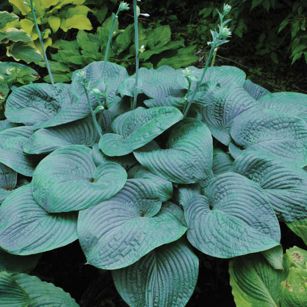 Huge intensely blue leaves, white flowers