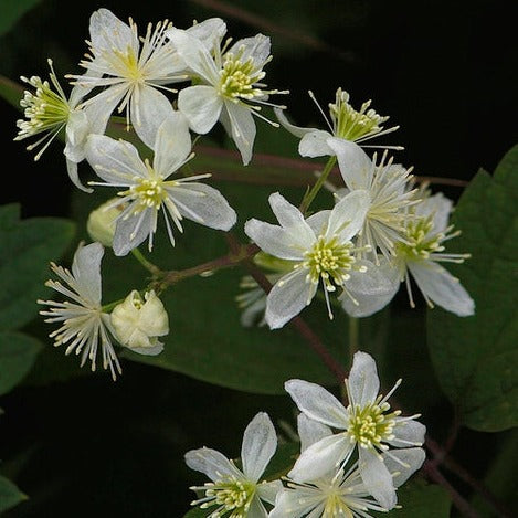 Clematis 1 Gal