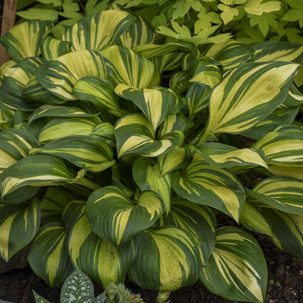 Bright yellow variegation on this small hosta