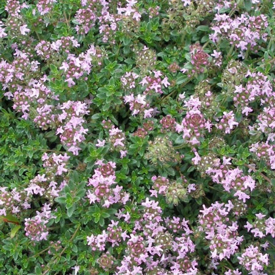Thyme Pink Chintz Stepable