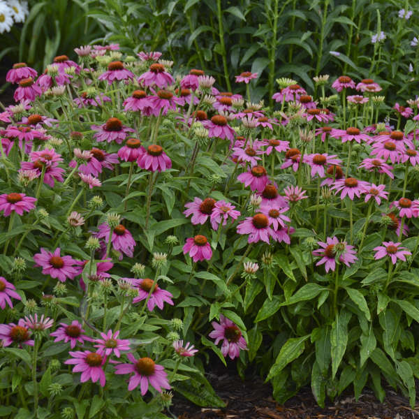 deep pink coneflowers over sturdy, stocky foliage