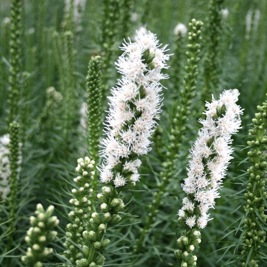 white spires, pollinator magnet