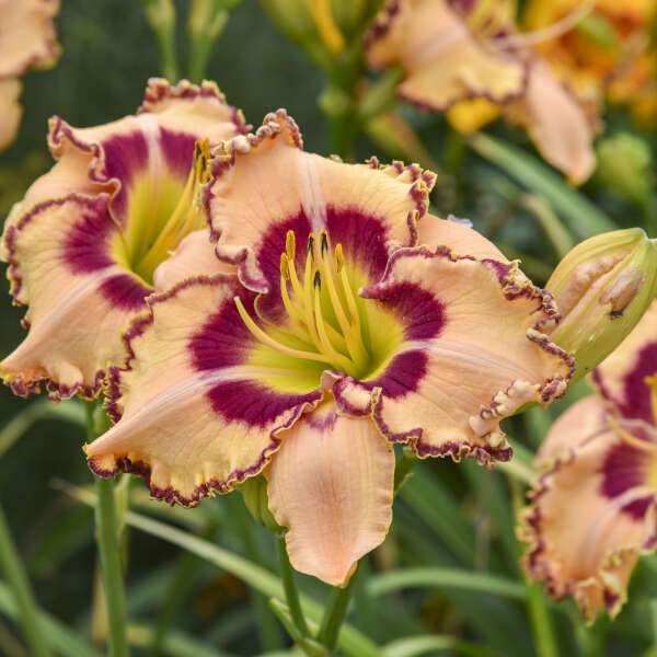 Peach with raspberry watermark and ruffled edges daylily