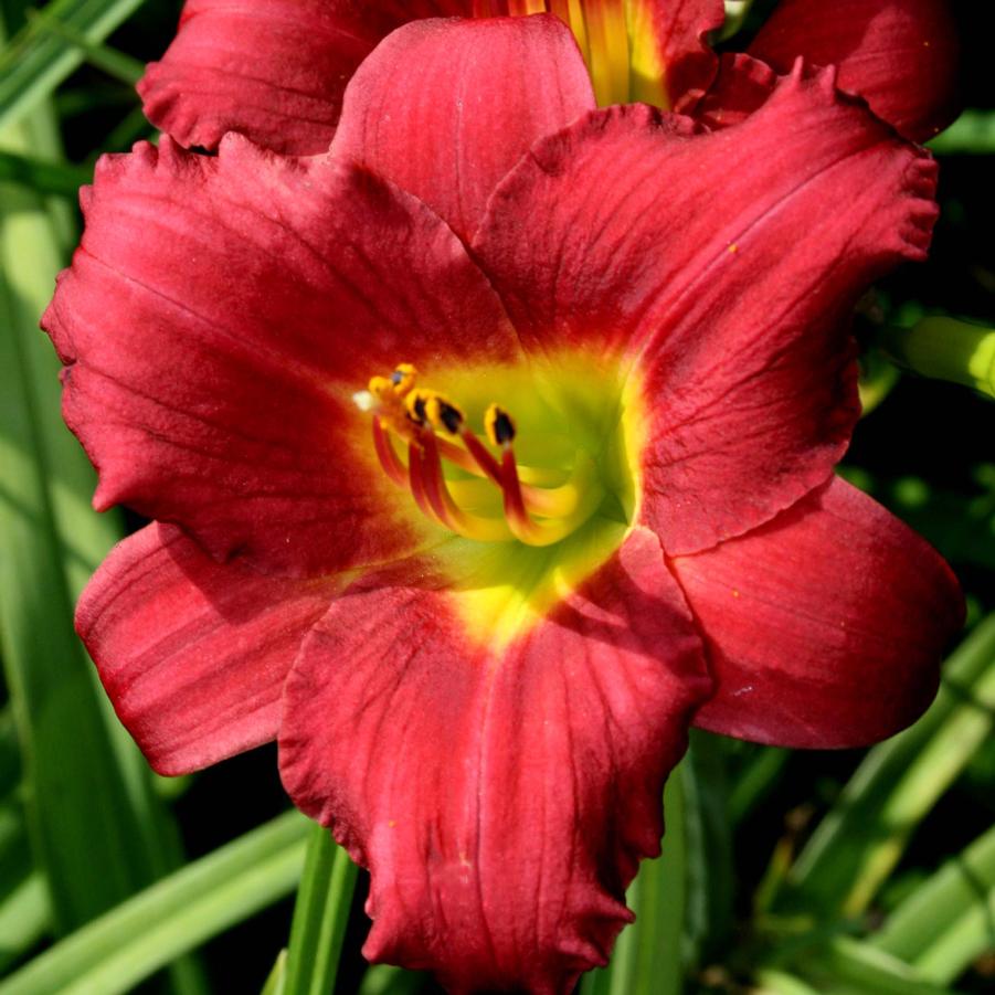 Deep red daylily with yellow throat