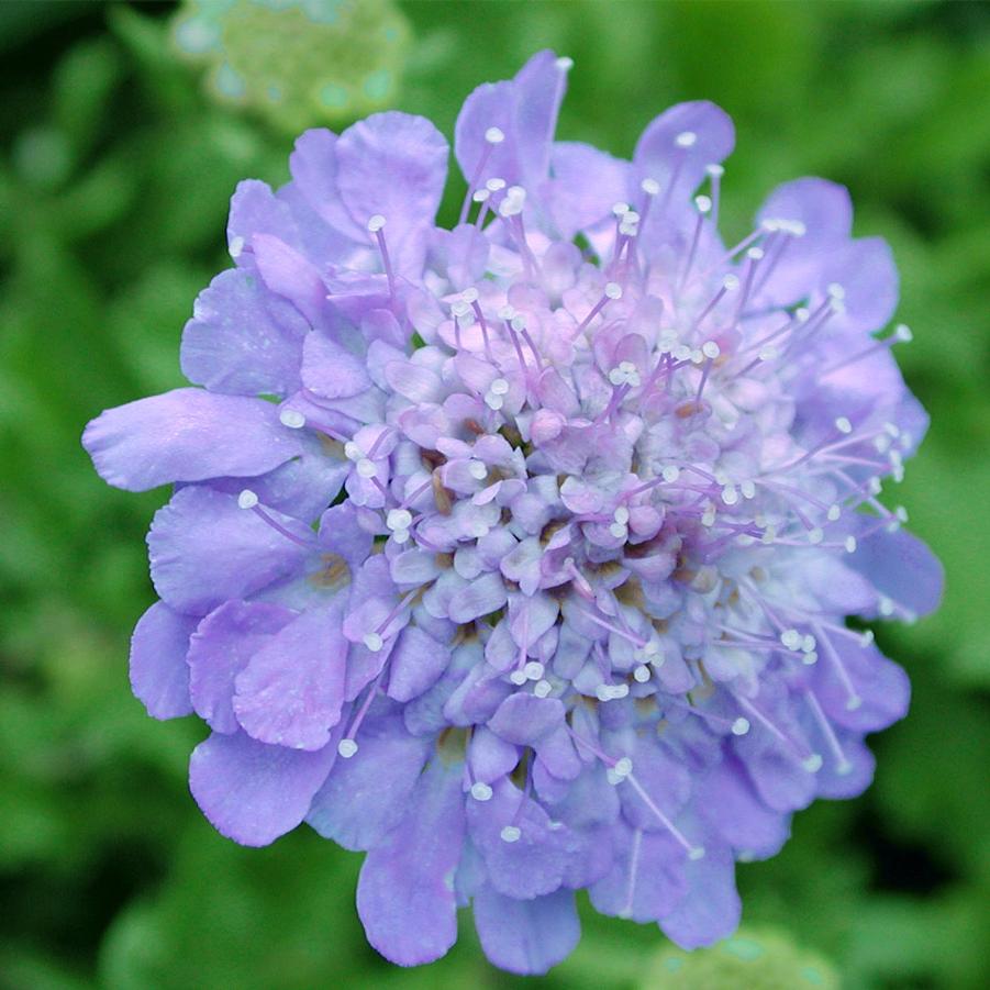 Blue pincushion flowers